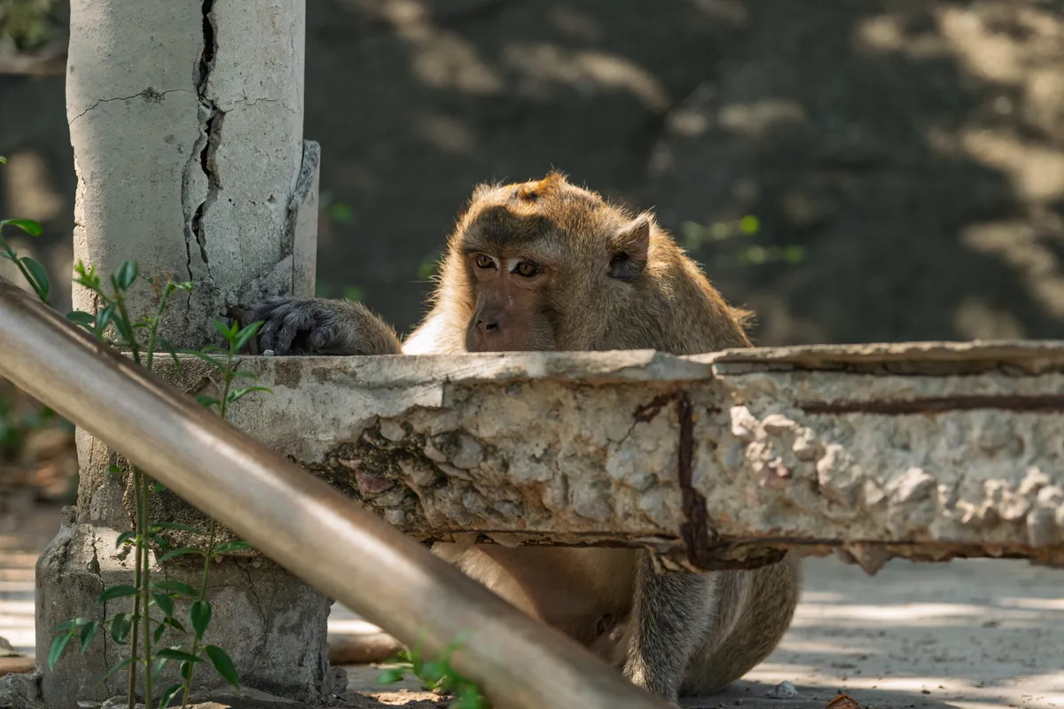 A long-tailed macaque (crab-eating macaque) rests behind a weathered, crumbling concrete wall, peering intently straight at the camera. Its hands grip a cracked concrete pillar, while its long tail peeks out beneath the wall. The monkey's fur is golden brown with darker patches on the forehead. In the foreground, a metal pipe runs diagonally across the frame, and on the left, small green plants sprout from the concrete. The blurred background shows a dark, rocky environment with scattered patches of light falling through the tree canopy. The whole scene has an urban-decay feel, conveying the impression of an animal that has made itself at home in a man-made environment.