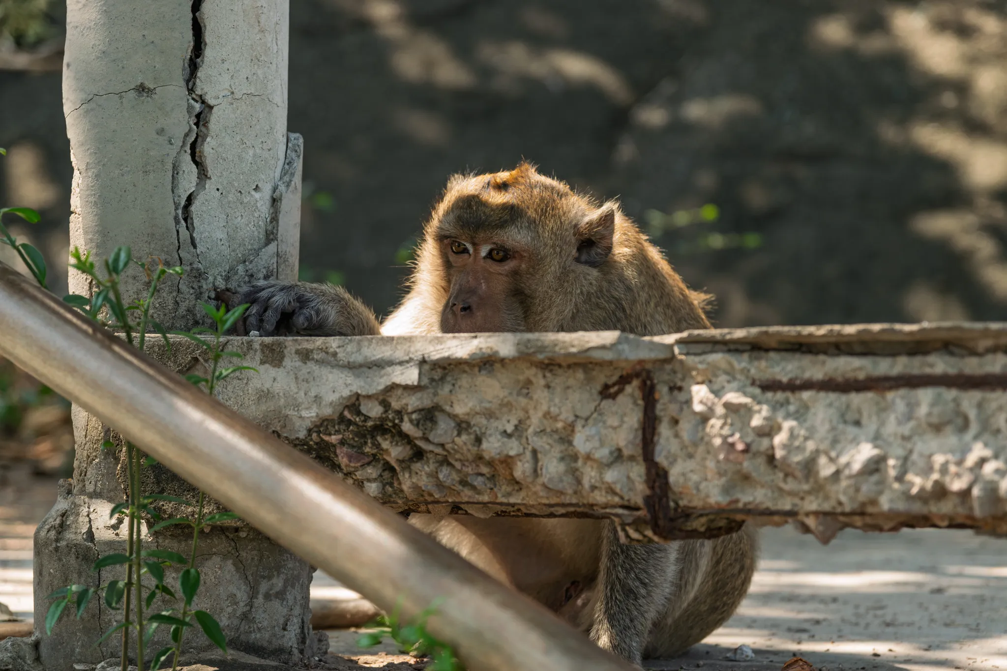 A long-tailed macaque (crab-eating macaque) peeks over a crumbling concrete ledge or wall, resting its dark-furred hands on the rough surface near a cracked concrete pillar. The monkey has golden-brown fur on its head and back, with lighter fur around its face and amber-colored eyes that gaze directly toward the viewer with a contemplative expression. Its long tail hangs down below the ledge. The setting appears to be a deteriorating urban or semi-urban structure with weathered concrete, exposed rebar, rusted metal pipes, and small green plants sprouting through the cracks. Dappled sunlight illuminates the scene with a soft, warm glow against a blurred dark background.