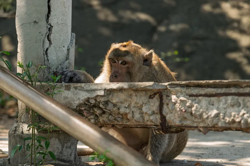 A long-tailed macaque (crab-eating macaque) peeks over a crumbling concrete ledge or wall, resting its dark-furred hands on the rough surface near a cracked concrete pillar. The monkey has golden-brown fur on its head and back, with lighter fur around its face and amber-colored eyes that gaze directly toward the viewer with a contemplative expression. Its long tail hangs down below the ledge. The setting appears to be a deteriorating urban or semi-urban structure with weathered concrete, exposed rebar, rusted metal pipes, and small green plants sprouting through the cracks. Dappled sunlight illuminates the scene with a soft, warm glow against a blurred dark background.