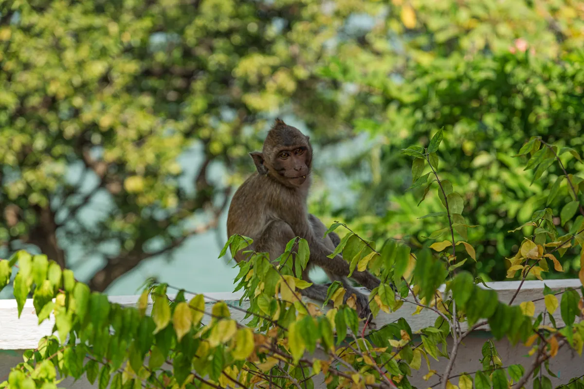 A young long-tailed macaque sits on a white wall or parapet and looks straight at the camera. The animal has brown fur, expressive dark eyes and a slightly open mouth. In the foreground, green and yellowish leaves of branches partly obscure the wall. In the background, a lush, blurred tree canopy stretches with bright green foliage, through which a light blue sky peeks in places. The scene is bathed in warm, natural light and conveys a tropical atmosphere typical of Southeast Asia.