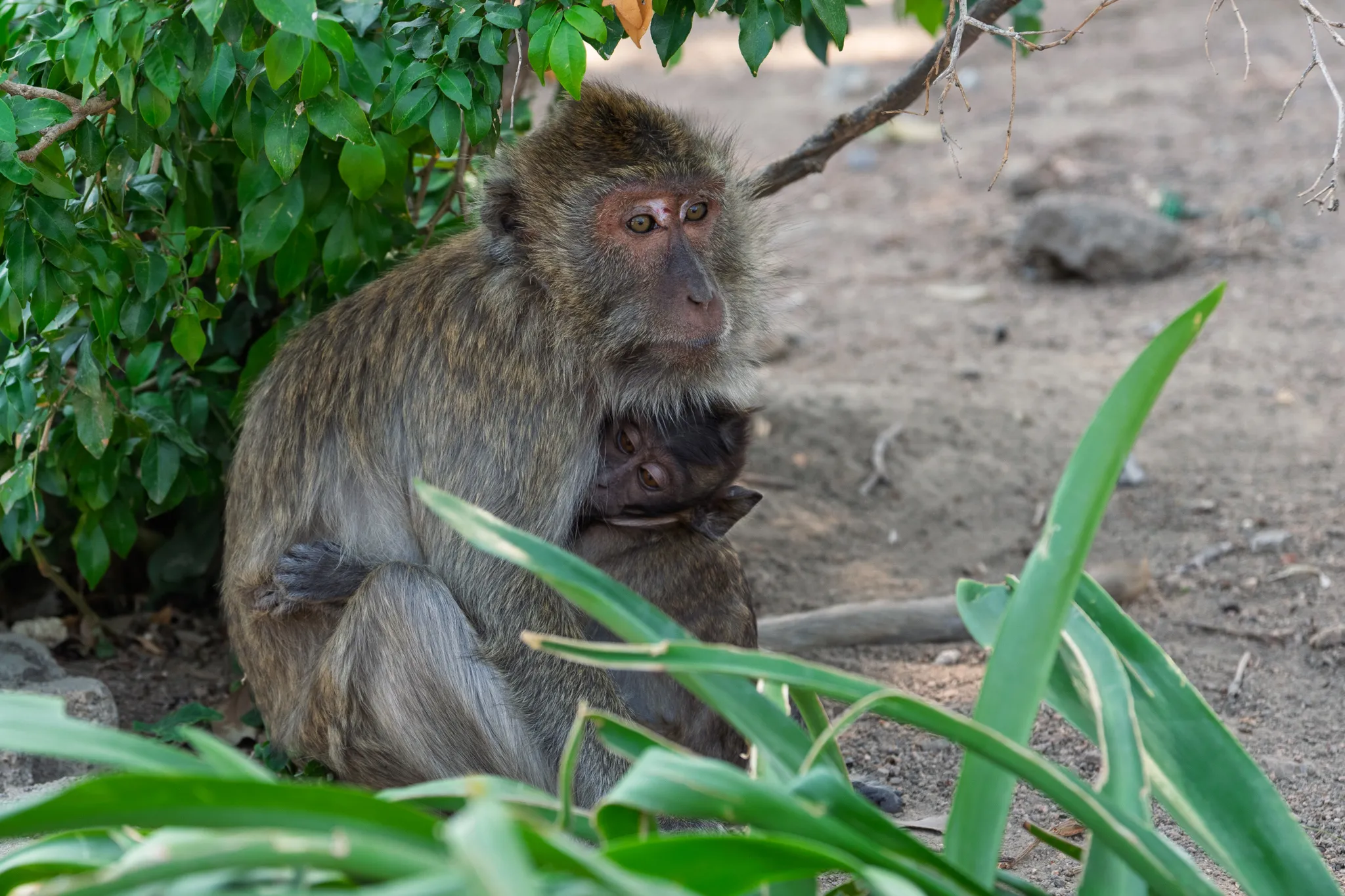 A mother macaque monkey sits on sandy ground beneath the shade of a green leafy bush, cradling her young infant closely against her chest. The baby monkey, with darker fur and wide eyes, peers out from its mother's protective embrace. The mother has olive-brown fur with lighter patches around her face and a pinkish-red face with amber eyes, gazing slightly to the side with a calm, watchful expression. Green agave-like leaves are visible in the foreground, partially framing the scene, while the dry, sandy terrain stretches out behind them with a few scattered rocks and debris.