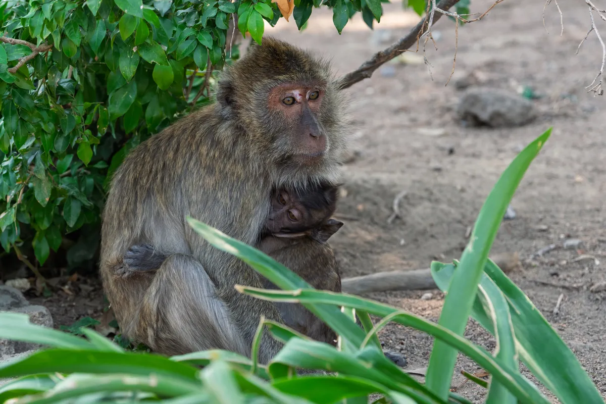 A macaque sits on sandy ground beneath a green bush, holding a small infant protectively in its arms. The mother has olive-brown fur and a reddish-brown face with alert amber eyes, looking directly at the viewer. The infant nestles close to its mother's chest, only its tiny face visible. In the foreground, blurred, elongated green leaves of a plant are visible, while the background shows dry, dusty soil and scattered stones. The scene conveys a tender, caring atmosphere between mother and child in a natural setting.