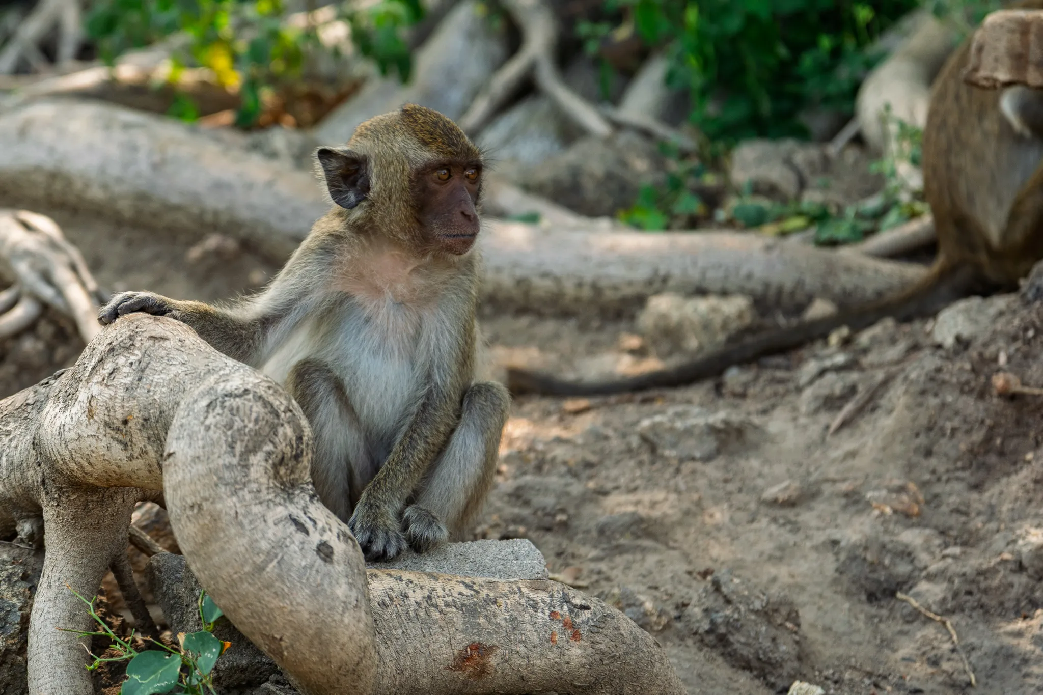 A young long-tailed macaque (crab-eating macaque) sits perched on a large exposed tree root, resting one hand on the root while gazing to the right with amber-colored eyes. The monkey has olive-brown fur on its back and head, with lighter grayish-white fur on its chest and belly, and a pinkish-brown face. The background features a tangle of thick, gnarled tree roots sprawling across dry, sandy ground, with patches of green foliage visible among the roots. Warm sunlight illuminates the scene, casting soft shadows across the earthy terrain.