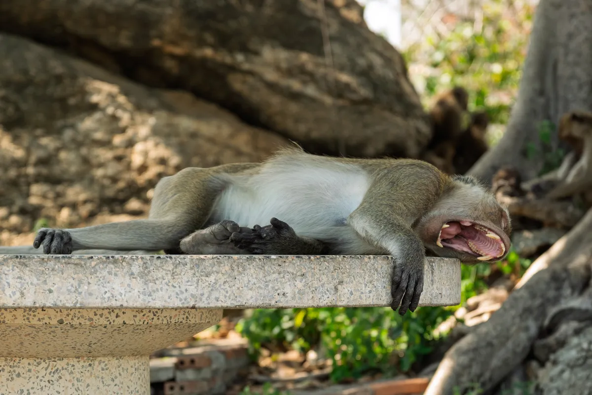 A macaque lies stretched out on its side on a flat stone bench, yawning widely with mouth agape — teeth and pink gums clearly visible. The monkey has olive-green-brown fur with a lighter, almost white belly. Its dark hands rest relaxed in front of its body, with one hand draped over the edge of the bench. In the background, large, smooth rock formations are visible, surrounded by green vegetation and tree roots. On the right, another monkey is faintly visible. The scene feels sunny and warm, typical of a tropical or subtropical setting, possibly near a temple in South or Southeast Asia.
