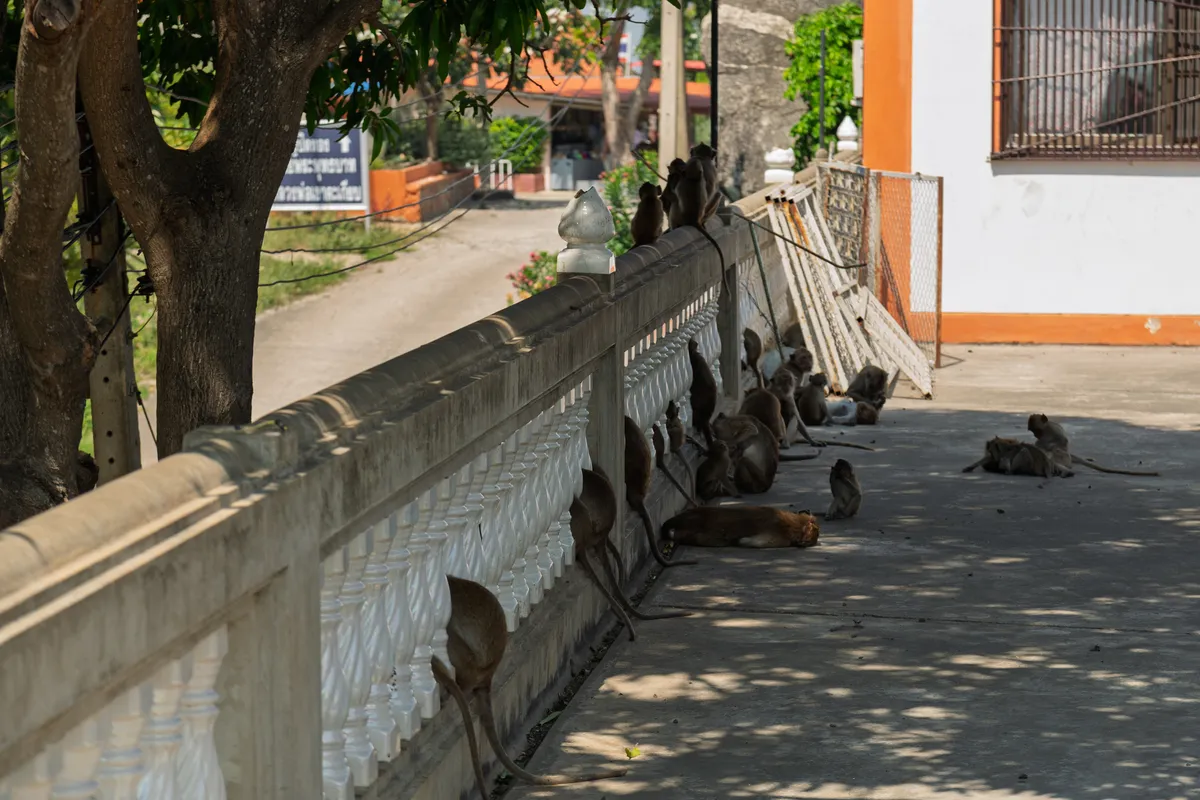 A group of long-tailed macaques rests in the shade along an ornately decorated white concrete balustrade on the grounds of a Thai temple. The monkeys sit, lie and climb on both the walkway and the railing itself. In the background are tropical trees, a temple building with orange accents and white walls, and a sign in Thai script. The scene is lit by bright sunlight, with the trees casting dappled shadows onto the concrete floor. Some monkeys groom one another while others lie relaxed on the warm ground.