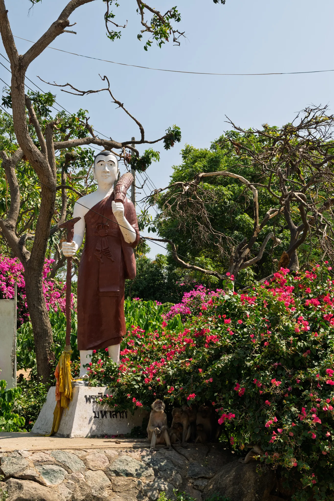 A tall standing Buddhist monk statue dressed in a brown robe on a stone pedestal with Thai script inscribed on its base, surrounded by vibrant pink bougainvillea bushes and lush green tropical vegetation. The statue holds items in both hands and has a yellow sash draped at its base. A group of long-tailed macaque monkeys sits at the foot of the statue among the flowering bushes. Gnarled tree branches extend overhead against a clear pale blue sky, with power lines visible in the background. The setting appears to be a Thai temple or religious site.
