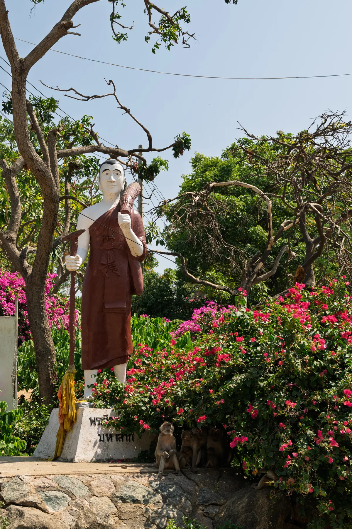 A large standing statue of a monk in a brown robe on a stone pedestal with Thai inscription, surrounded by lush tropical vegetation and bougainvillea shrubs in vivid pink bloom. The statue holds an object over its left shoulder and another in its right hand. A yellow cloth is tied around the base. In the foreground, several macaques sit on the rocks below the statue, partly in the shade of the flowering shrubs. In the background, green trees with partly bare, twisting branches stretch against a clear blue sky crossed by power lines.
