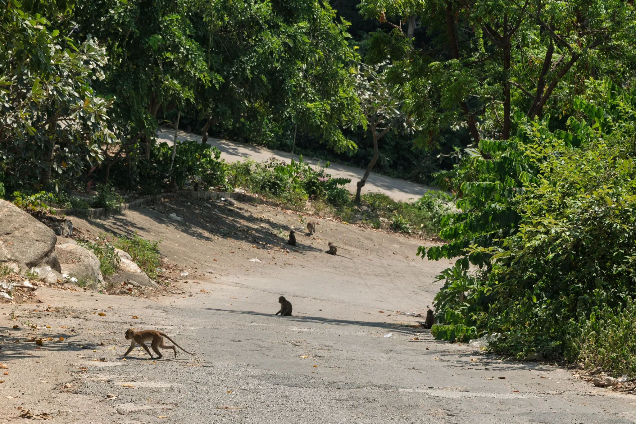 Several macaque monkeys scattered across a winding dirt and paved road on a hillside surrounded by lush green tropical vegetation. One monkey walks across the road in the foreground while others sit or move about at various distances along the curving path. Large rocks line the left edge of the road, and dense trees with vibrant green foliage frame the scene on all sides. Scattered litter and fallen leaves dot the road surface, suggesting a semi-urban area where wildlife and human infrastructure overlap. The scene is bathed in bright sunlight with dappled shadows cast by the overhanging trees.
