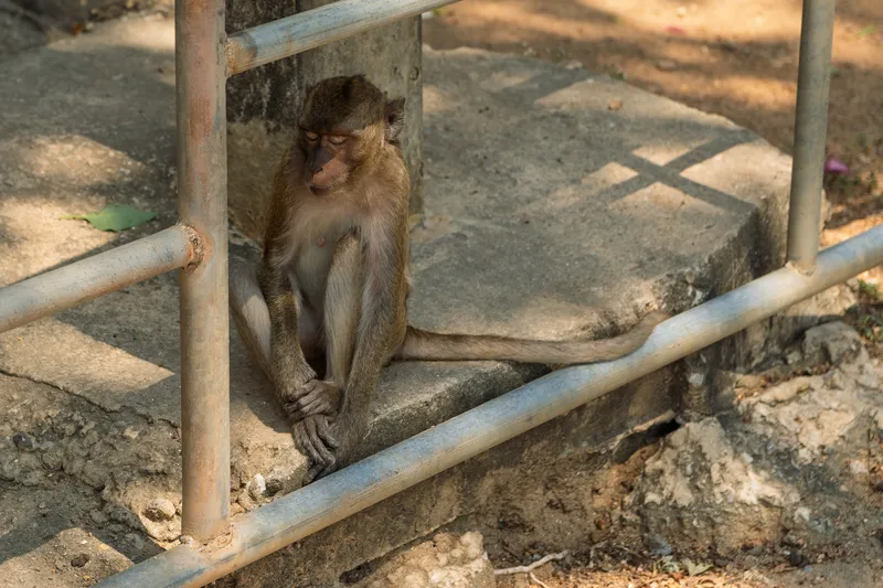 A young long-tailed macaque sits hunched on a concrete ledge behind metal railing bars, leaning against a weathered concrete pillar. The monkey has brown fur on its back and head with lighter beige fur on its chest and belly. Its eyes are partially closed, giving it a drowsy or melancholic expression. Its hands rest together in its lap and its long tail drapes along the concrete surface. The ground around the ledge is dry, dusty, and uneven, with patches of dirt and crumbling earth. Sunlight filters through, casting angular shadows of the metal bars across the concrete. The setting appears to be an outdoor area, possibly at a temple or urban site in Southeast Asia where macaques commonly roam freely.