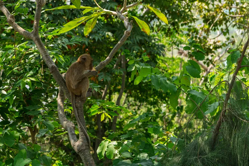 A brown macaque monkey sits perched on a tree branch in a lush tropical forest, appearing to eat or inspect something held in its hands. The monkey is positioned in the left-center of the frame, surrounded by dense green foliage with various types of leaves, including large tropical leaves and pine-like needles visible on the right side. Sunlight filters through the canopy, illuminating the vibrant green vegetation and casting warm light on the monkey's golden-brown fur. The background is filled with layers of trees and greenery, creating a rich, natural jungle setting.