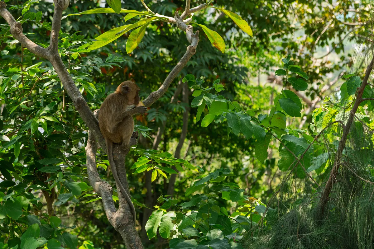 A brown macaque sits in the fork of a branch amid lush, green tropical vegetation. The animal is in the left third of the frame, holding on with its hands to an upward-reaching branch while it appears to eat or inspect something. Its reddish-brown fur stands out clearly against the dense, deep green canopy that fills the entire background. Sunlight falls through the foliage, creating a play of light and shadow across the various leaf shapes and branches. The scene feels natural and undisturbed, typical of a tropical habitat in Southeast Asia.
