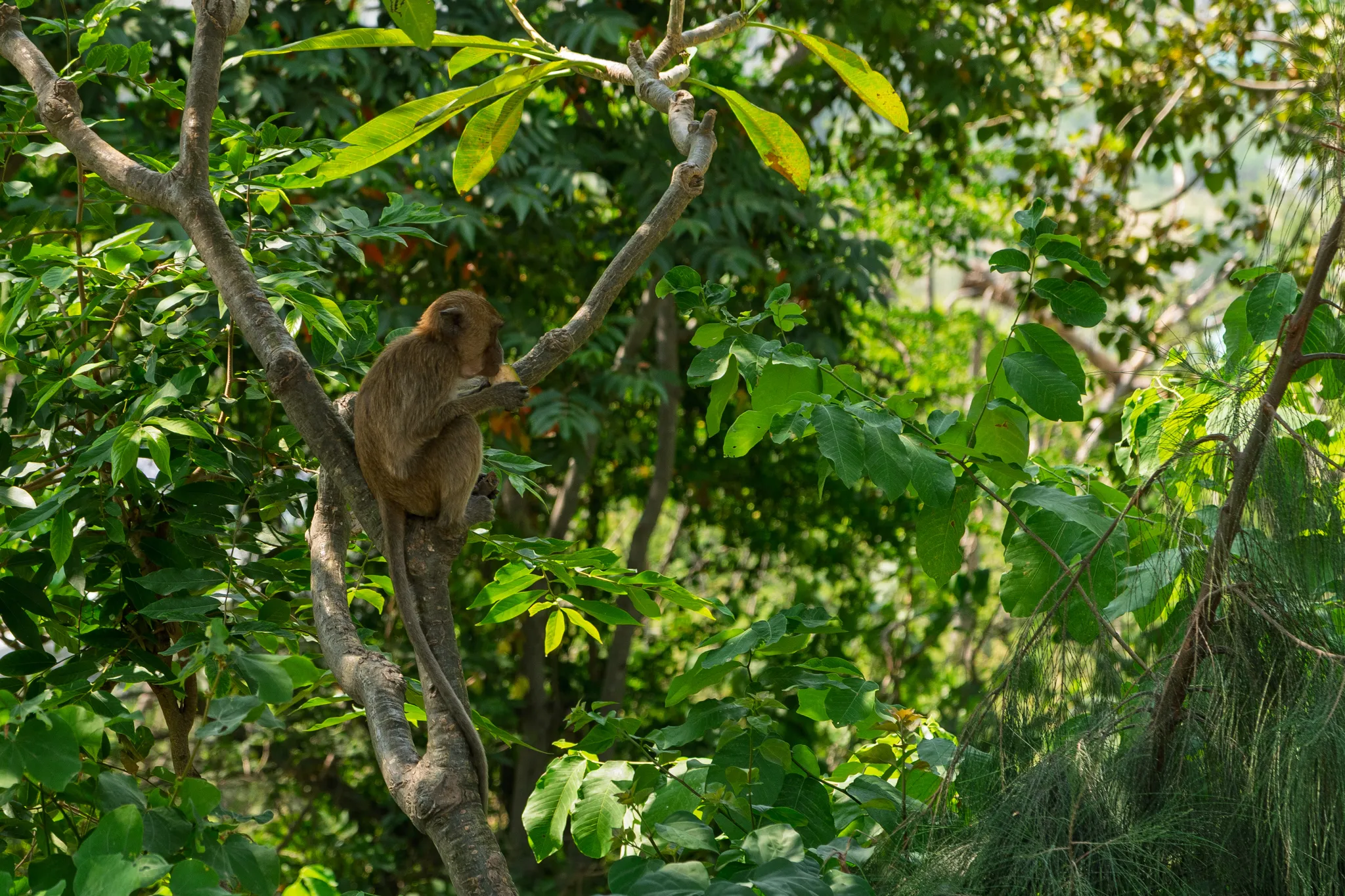 A brown macaque monkey sits perched on a tree branch in a lush tropical forest, appearing to eat or inspect something held in its hands. The monkey is positioned in the left-center of the frame, surrounded by dense green foliage with various types of leaves, including large tropical leaves and pine-like needles visible on the right side. Sunlight filters through the canopy, illuminating the vibrant green vegetation and casting warm light on the monkey's golden-brown fur. The background is filled with layers of trees and greenery, creating a rich, natural jungle setting.