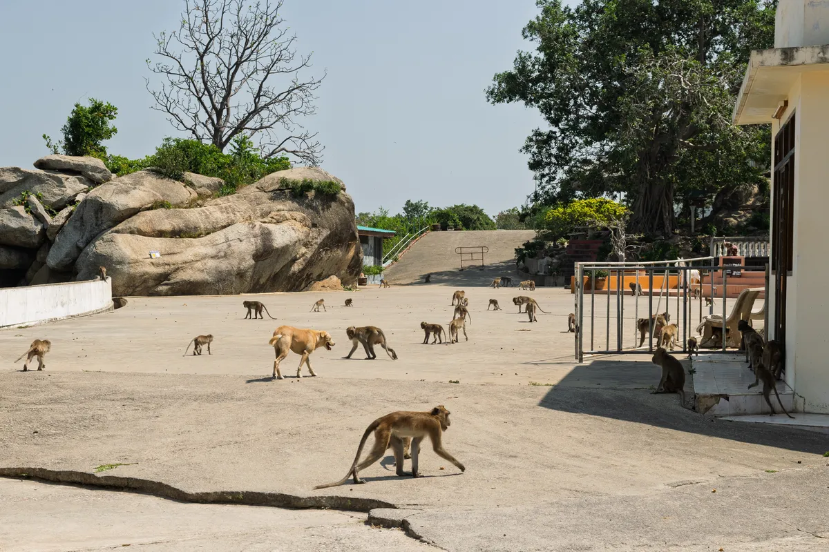 Numerous macaques move across a broad concrete plaza bordered by large rock formations on the left and a building with a metal railing on the right. A light brown street dog walks among the monkeys. In the foreground, a single macaque is seen in profile, striding across the concrete. In the background, tropical trees rise above the rocks and buildings, including a large banyan tree. The sky is clear and slightly hazy. The scene looks like a temple compound or pilgrimage site in South or Southeast Asia inhabited by a large monkey population. Some monkeys sit on the railing; others roam the plaza in different directions.