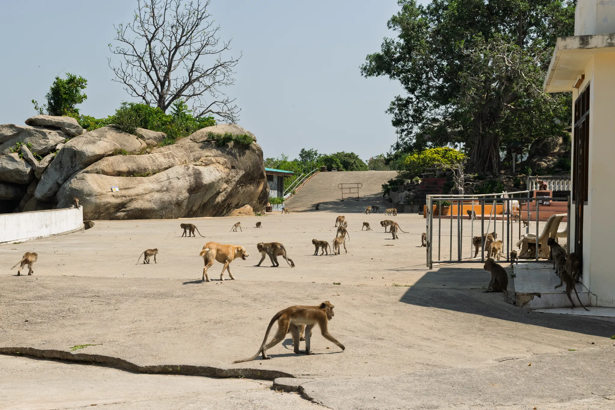 A large troop of macaque monkeys scattered across a concrete open area at what appears to be a temple or hilltop site in Southeast Asia. Dozens of monkeys walk, sit, and climb on metal railings near a building on the right side. A stray tan-colored dog walks among the monkeys in the center of the scene. Large natural rock formations with green vegetation and trees rise in the background on the left, while a concrete ramp or slope with stairs is visible in the middle distance. The sky is hazy and pale blue, suggesting a hot, sunny day. The ground is a dusty, worn concrete surface, and the overall setting suggests a location where wild monkeys have become habituated to human presence.