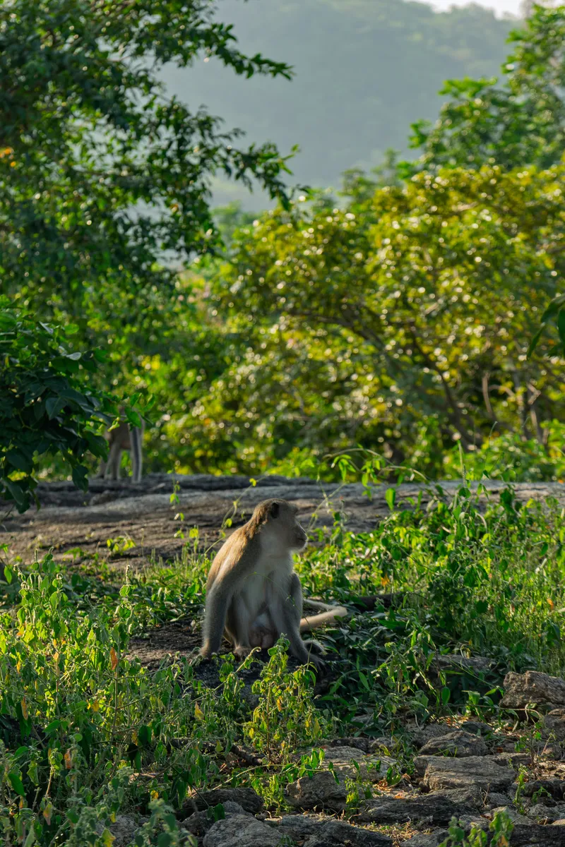 A long-tailed macaque sits on rocky ground amid low green vegetation, gazing to the right in profile view. The monkey has grayish-brown fur with a lighter underbelly and a visible long tail resting on the ground. The setting is a lush tropical landscape with dense green trees and foliage filling the background, bathed in warm late-afternoon sunlight. In the distant left background, another monkey can be faintly seen standing among the trees. The scene conveys a peaceful, natural moment in a tropical forest or coastal area with hazy hills visible beyond the tree canopy.