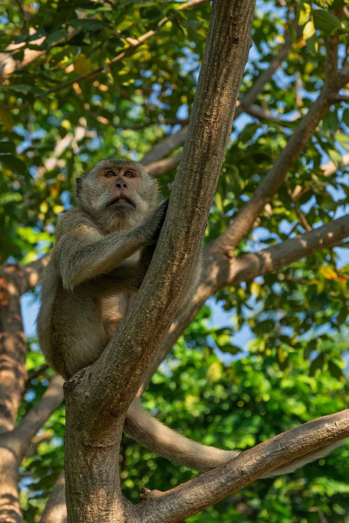 A grey-brown macaque sits in the fork of a branch, gripping a thick, upward-pointing limb with both hands. The monkey looks up with wide eyes and a slightly open mouth, giving it an alert, almost surprised expression. Its fur is grey-brown with a lighter underside on the belly. The background shows lush green leaves and branches, with blue sky peeking through in places. Warm sunlight catches the monkey's fur and the tree bark from the side, creating a natural contrast of light and shadow.