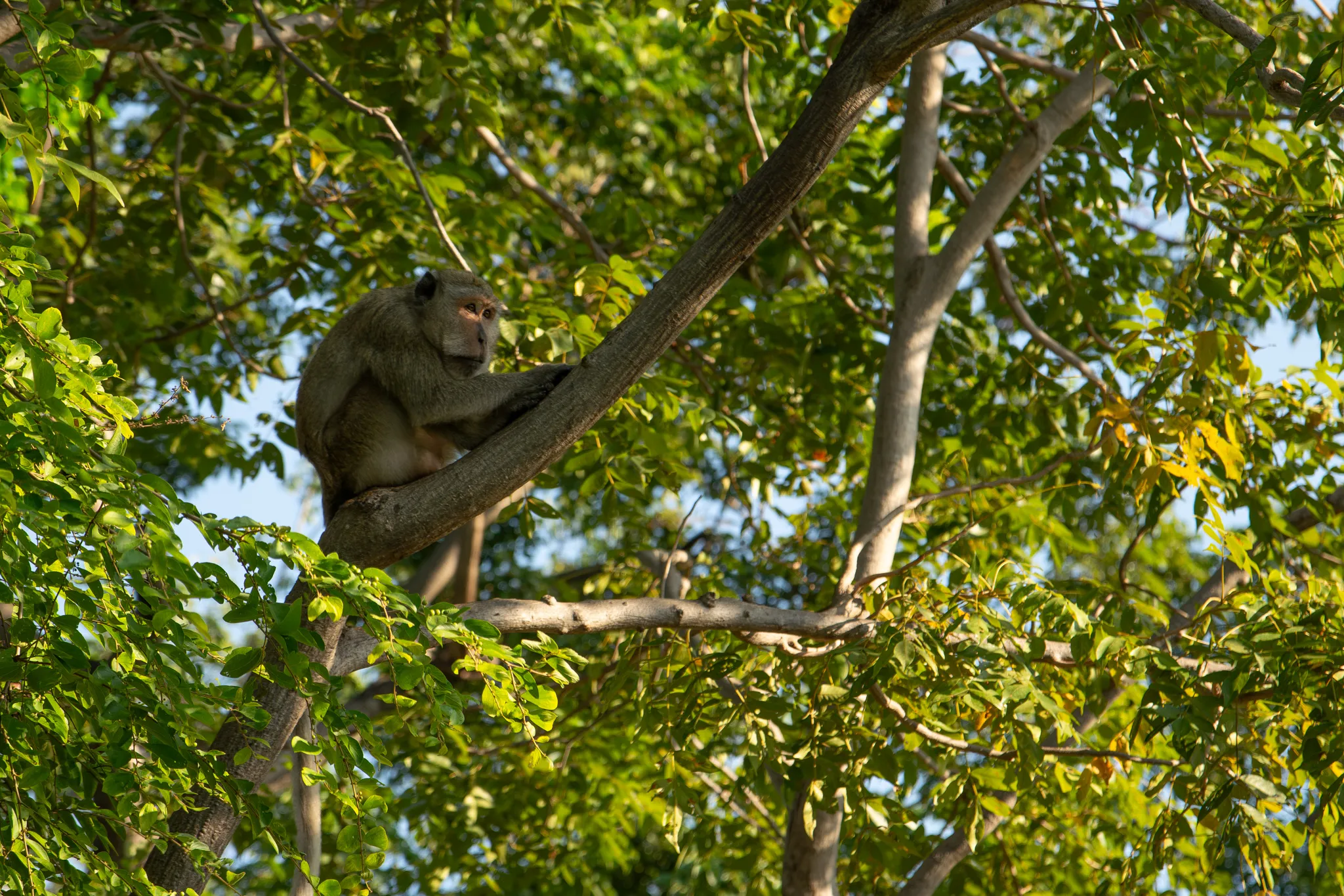 A macaque monkey sits perched on a curved tree branch, surrounded by lush green foliage. The monkey has grayish-brown fur and is gripping the branch while gazing to the side with an alert expression. Sunlight filters through the dense canopy of leaves, with patches of blue sky visible in the background. Some leaves show hints of yellow, suggesting late afternoon light or seasonal change. The scene captures the monkey in its natural arboreal habitat, comfortably resting in the crook of the branch high up in the tree.