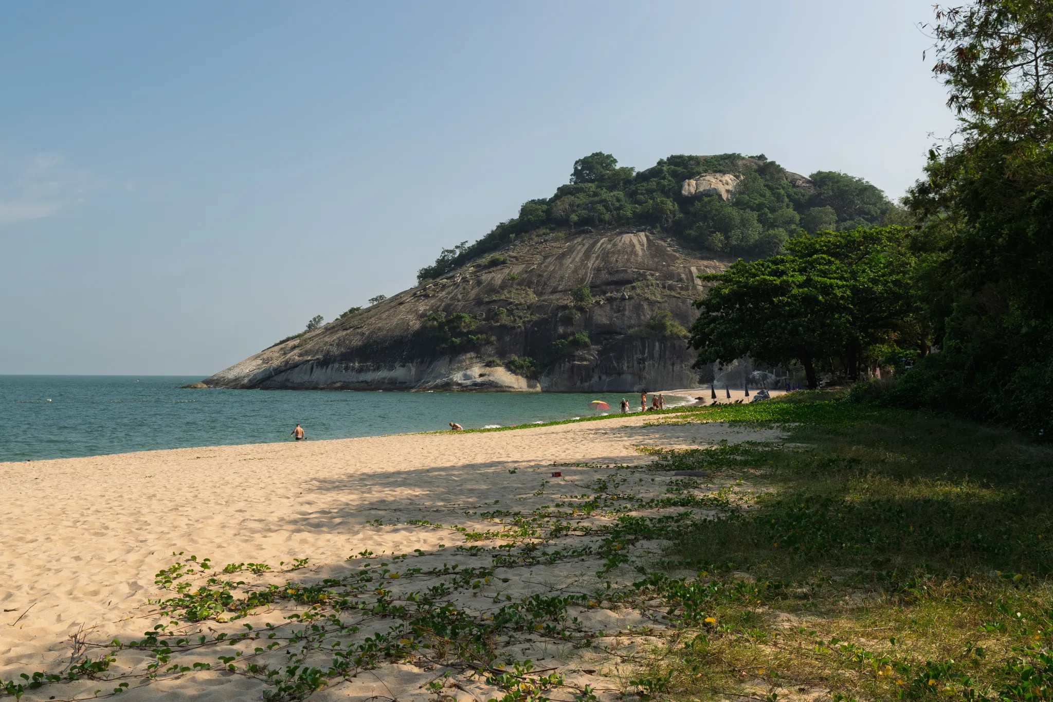 A sandy tropical beach stretches toward a large rocky headland covered with lush green vegetation. The imposing granite cliff face rises steeply from the shoreline, with exposed grey rock partially covered by dense trees and shrubs at its summit. Calm turquoise-green ocean water laps gently at the shore on the left side. A few beachgoers are scattered along the waterline, including someone wading in the shallow water and others near a colorful beach umbrella. Creeping green vines and ground cover plants trail across the white sand in the foreground, while mature trees cast shade on the right side of the beach. The sky is clear and pale blue with a slight haze, suggesting a warm, sunny day.