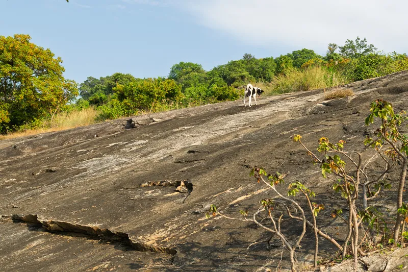 A black and white dog stands near the top of a large, sloping exposed rock face, looking downward. The smooth, dark gray rock surface dominates the foreground and middle ground, showing natural striations, cracks, and weathering patterns. Along the upper edge of the rock, lush green tropical vegetation and trees form a dense treeline against a clear blue sky with wispy clouds. Dry golden grass grows in patches where the rock meets the vegetation. In the lower right corner, a small tree with green and reddish-brown leaves grows from a crevice in the rock face. The scene suggests a tropical or subtropical environment, possibly in Africa, with an inselberg or granite outcrop surrounded by woodland.