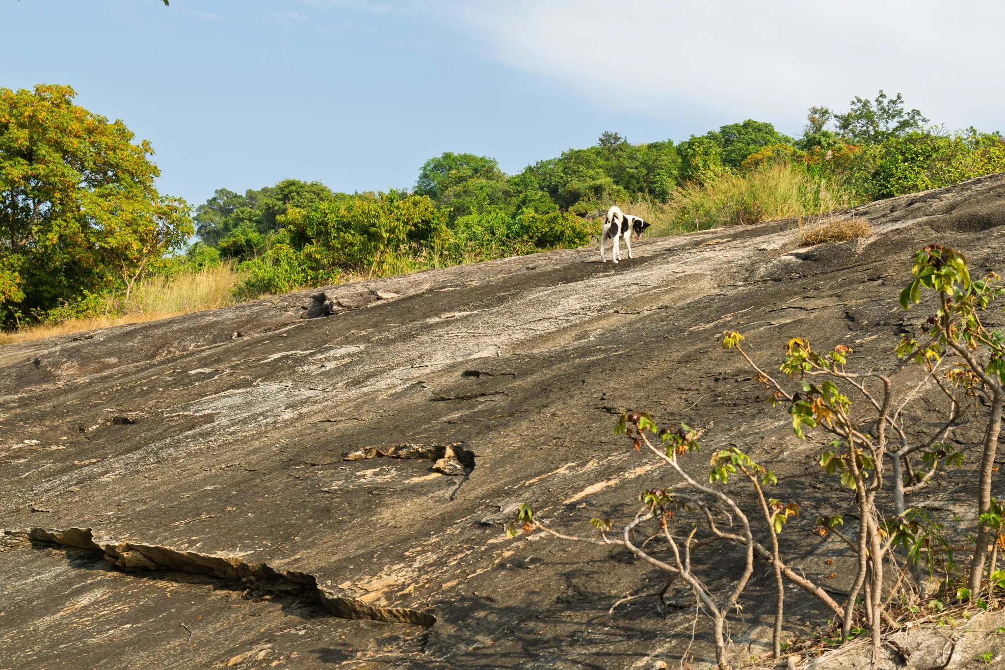 A black and white dog stands near the top of a large, sloping exposed rock face, looking downward. The smooth, dark gray rock surface dominates the foreground and middle ground, showing natural striations, cracks, and weathering patterns. Along the upper edge of the rock, lush green tropical vegetation and trees form a dense treeline against a clear blue sky with wispy clouds. Dry golden grass grows in patches where the rock meets the vegetation. In the lower right corner, a small tree with green and reddish-brown leaves grows from a crevice in the rock face. The scene suggests a tropical or subtropical environment, possibly in Africa, with an inselberg or granite outcrop surrounded by woodland.
