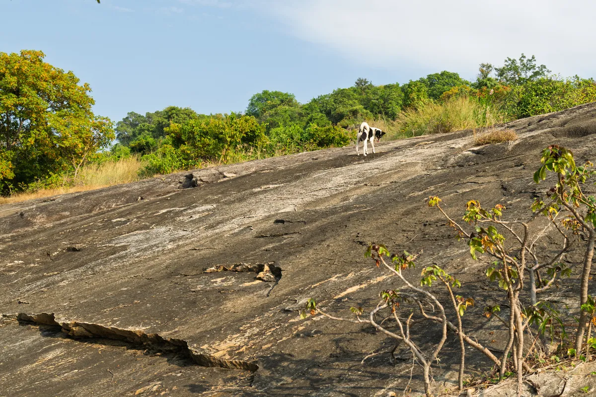 A black-and-white spotted goat stands on a large, sloping slab of dark, weathered rock. The smooth rock surface shows cracks, fissures and signs of erosion. At the top of the formation, dense green scrub and tropical trees grow, some with yellowish autumnal foliage. In the right foreground, a small, sparsely leaved tree with thin branches rises from the rock. Dry grass marks the transition between rock and vegetation. The sky is light blue with thin wisps of cloud. The scene feels tropically dry and is reminiscent of an African landscape.