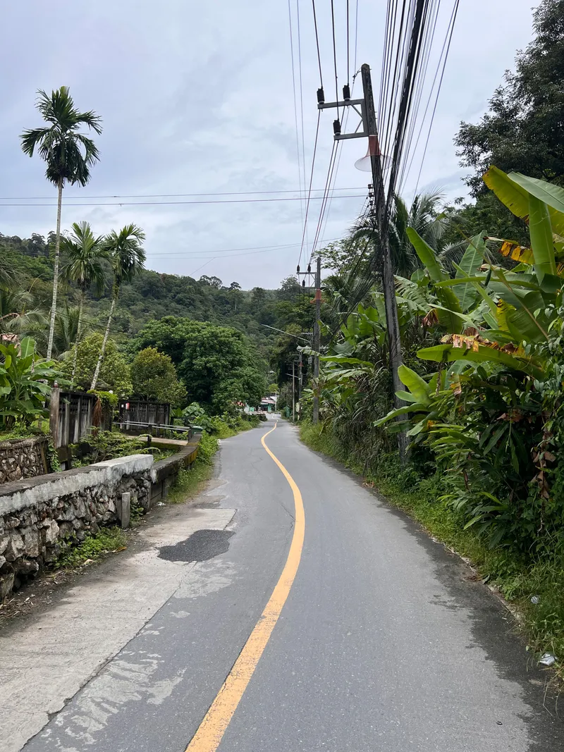 A narrow paved road with a single yellow centerline curves gently into the distance, bordered by dense tropical vegetation and tall palm trees on both sides. Electrical poles and overhead wires run along the right side of the road, while a low stone wall and small structures sit to the left. The surrounding hills are covered in deep green foliage under an overcast sky, creating a calm rural atmosphere.