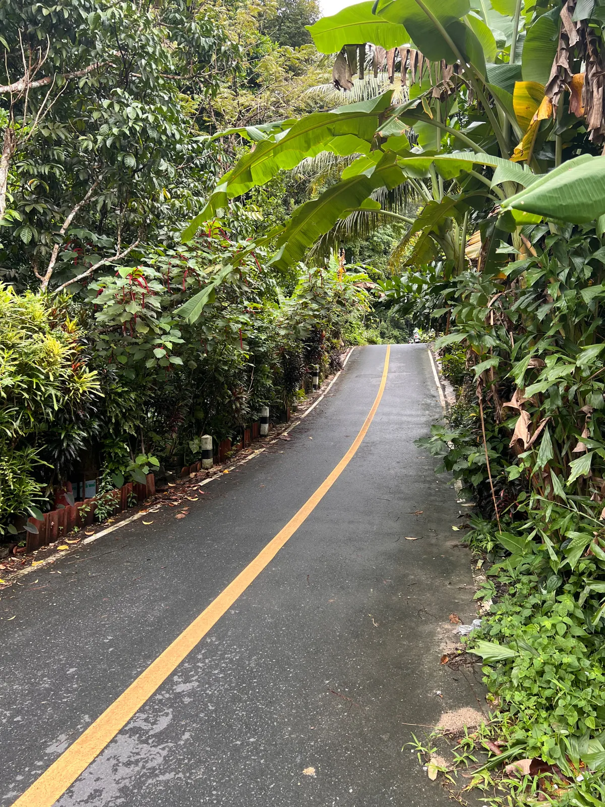 A narrow, well-paved road with a yellow center line and white edge markings winds through lush tropical vegetation in Kamala, Kathu District, Phuket Province, Thailand. Large banana plants with their characteristic broad, partly wilted leaves arch from both sides over the road, forming a natural green canopy. On the left, low wooden borders and potted plants line the roadside, while dense tropical shrubs and climbing plants border the path on the right. Palms and various tropical trees fill the background, where the road disappears around a gentle curve. The scene radiates a quiet, almost jungle-like atmosphere, typical of the green side roads of Phuket away from the main tourist routes. The diffuse light suggests a cloudy day or the shade of the dense leaf canopy.